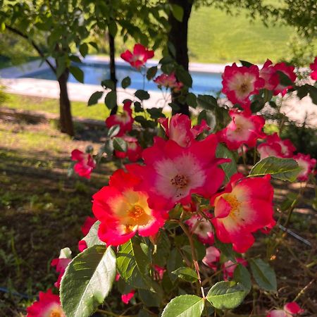Agriturismo San Fabio Кастельнуово-Берарденґа Екстер'єр фото